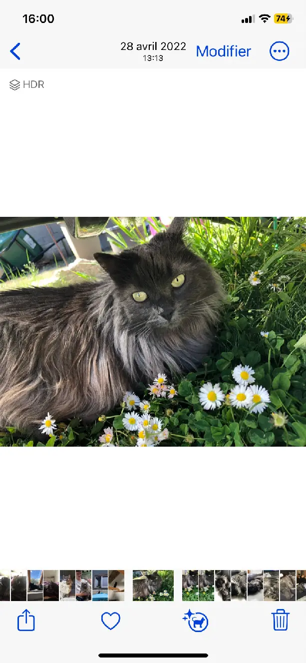 Chatte Perdue 68 Haut-Rhin - Yuzu Chatte Perdue 68 Haut-Rhin - Yuzu