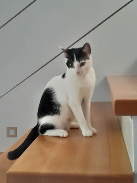 chatte lost   68260 Kingersheim Zelda