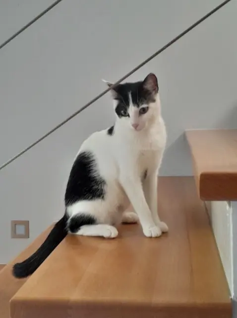 chatte lost   68260 Kingersheim Zelda