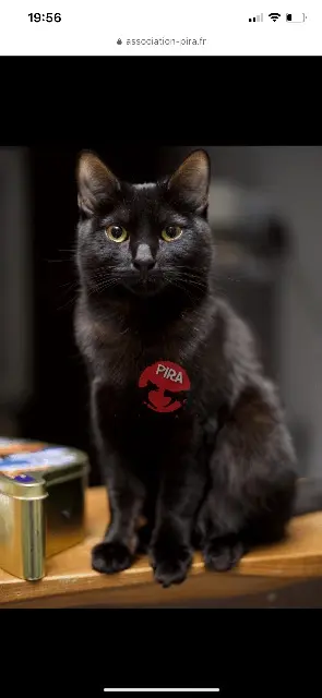 chatte lost   68310 Wittelsheim Zelda