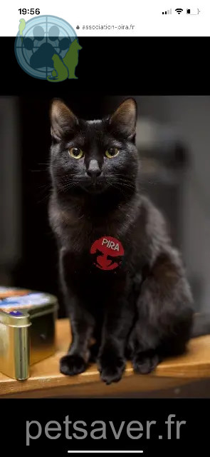 cat lost 68310 Wittelsheim Zelda cat lost 68310 Wittelsheim Zelda