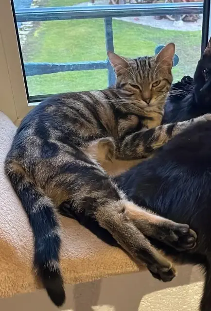 chatte lost   68480 Werentzhouse Zelda