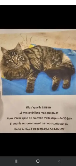chatte lost   68360 Soultz-Haut-Rhin Zenith