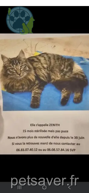 gata perdida 68360 Soultz-Haut-Rhin Zenith gata lost 68360 Soultz-Haut-Rhin Zenith