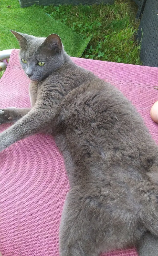 Chatte Perdue 68 Haut-Rhin Chatte Perdue 68 Haut-Rhin