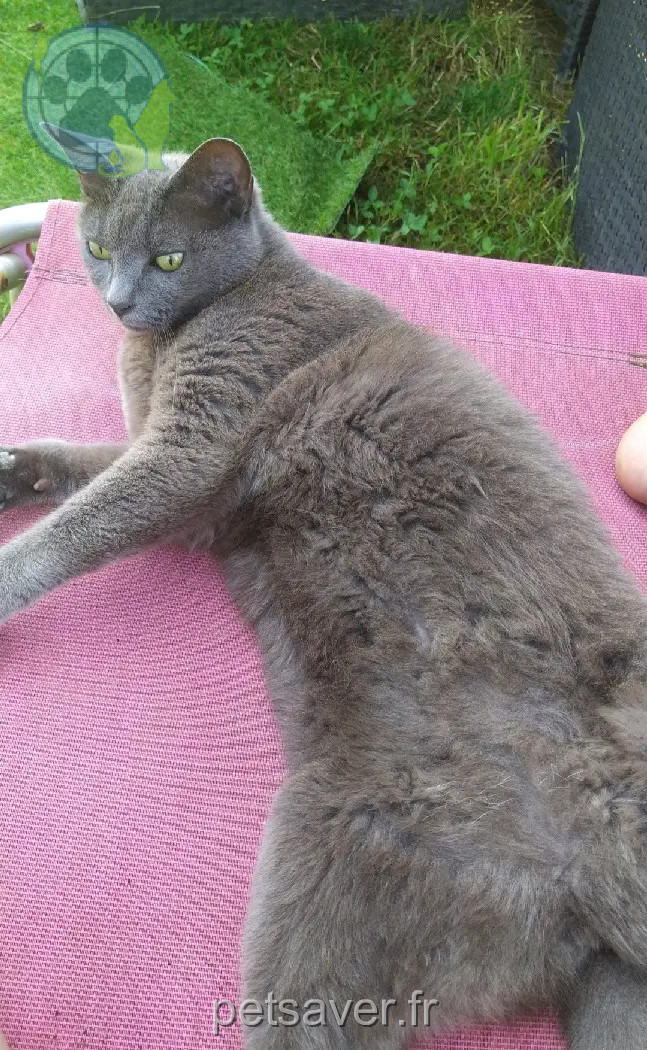 Chatte Perdue 68 Haut-Rhin Chatte Perdue 68 Haut-Rhin