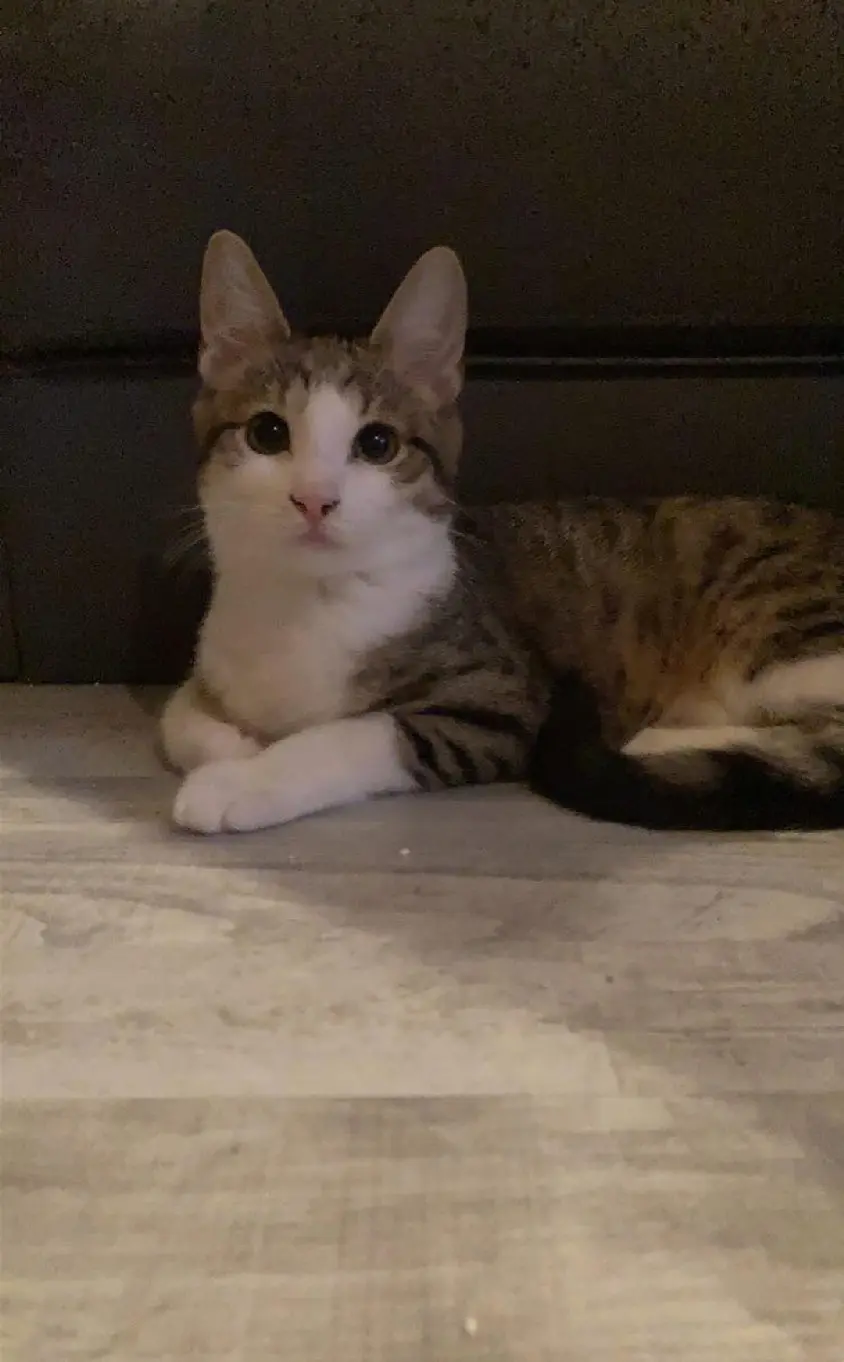 Chatte Perdue 68 Haut-Rhin Chatte Perdue 68 Haut-Rhin