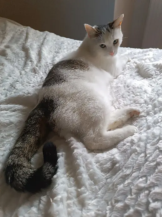 Chatte Perdue 68 Haut-Rhin Chatte Perdue 68 Haut-Rhin