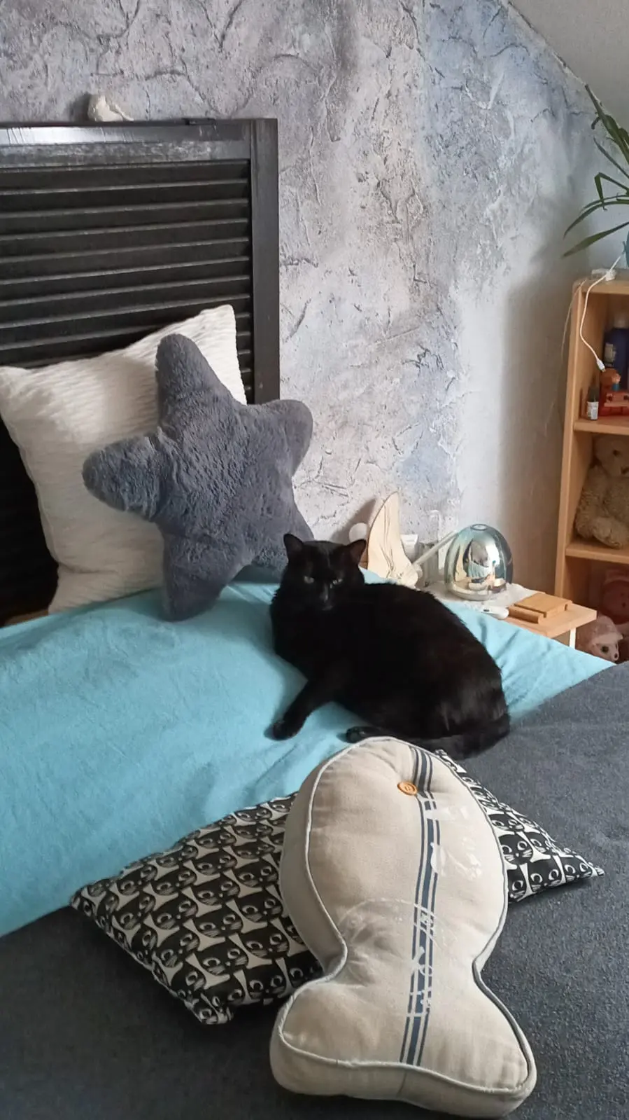 Chatte Perdue 68 Haut-Rhin Chatte Perdue 68 Haut-Rhin