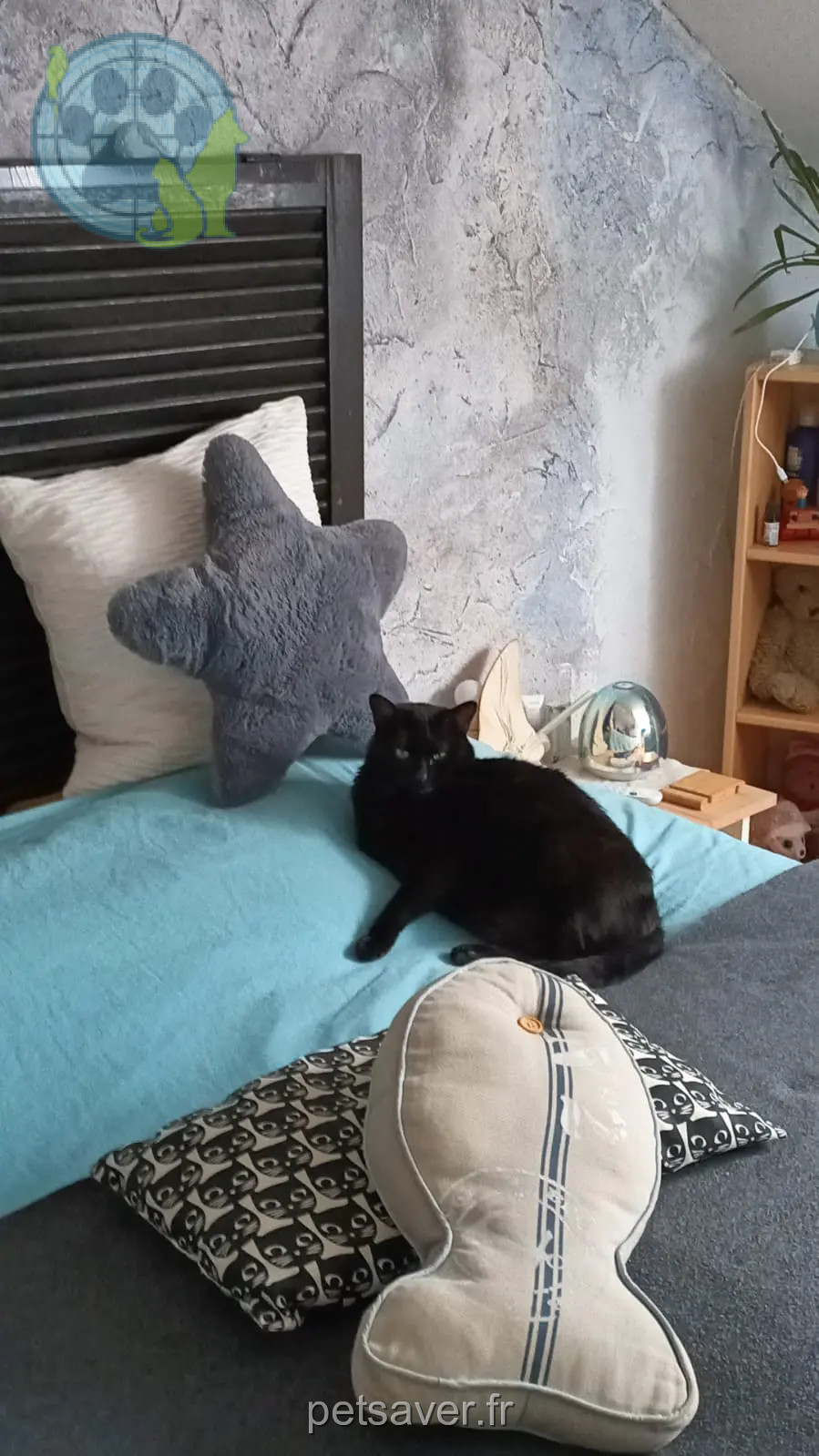 Chatte Perdue 68 Haut-Rhin Chatte Perdue 68 Haut-Rhin