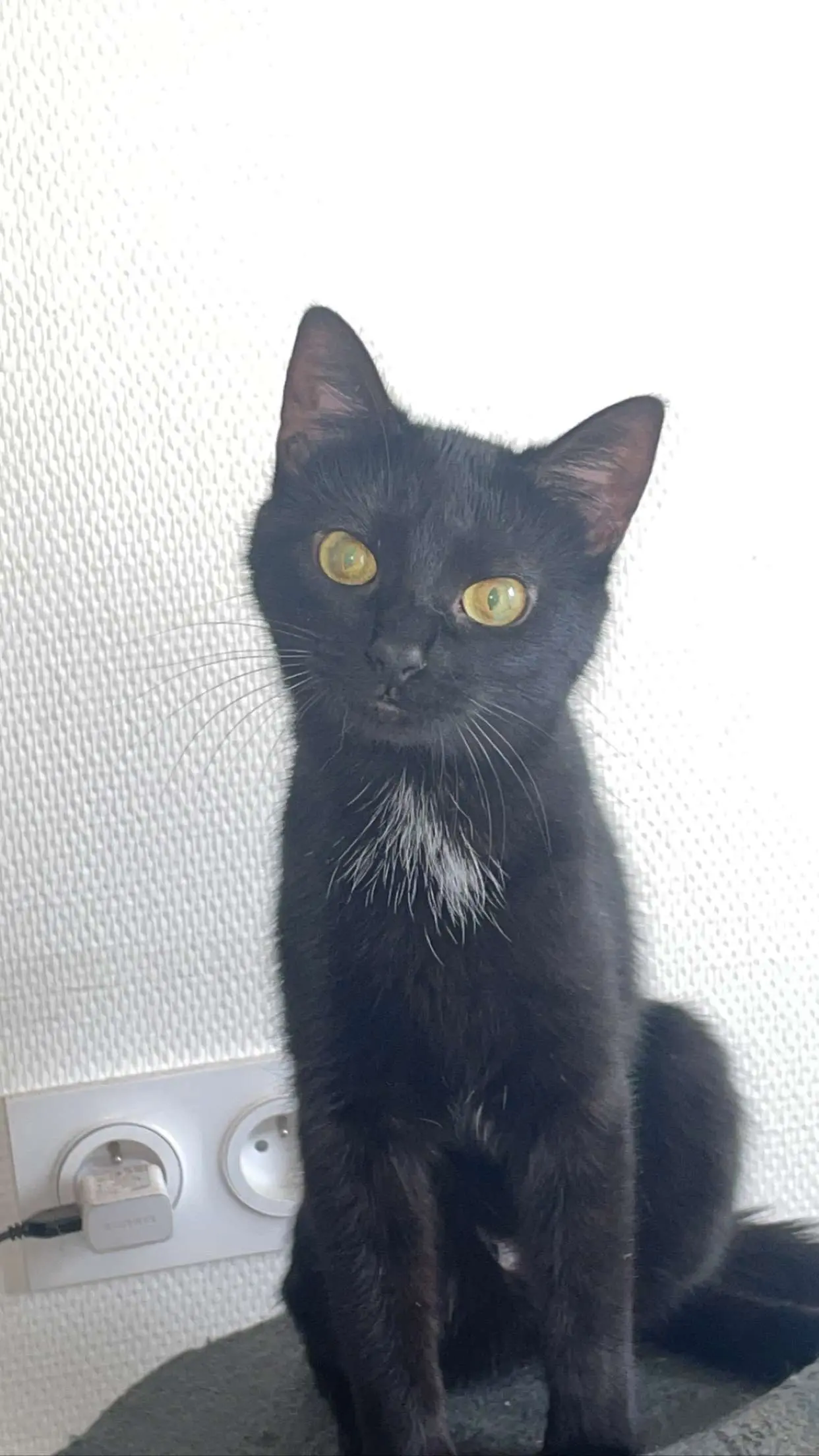 Chatte Perdue 68 Haut-Rhin Chatte Perdue 68 Haut-Rhin