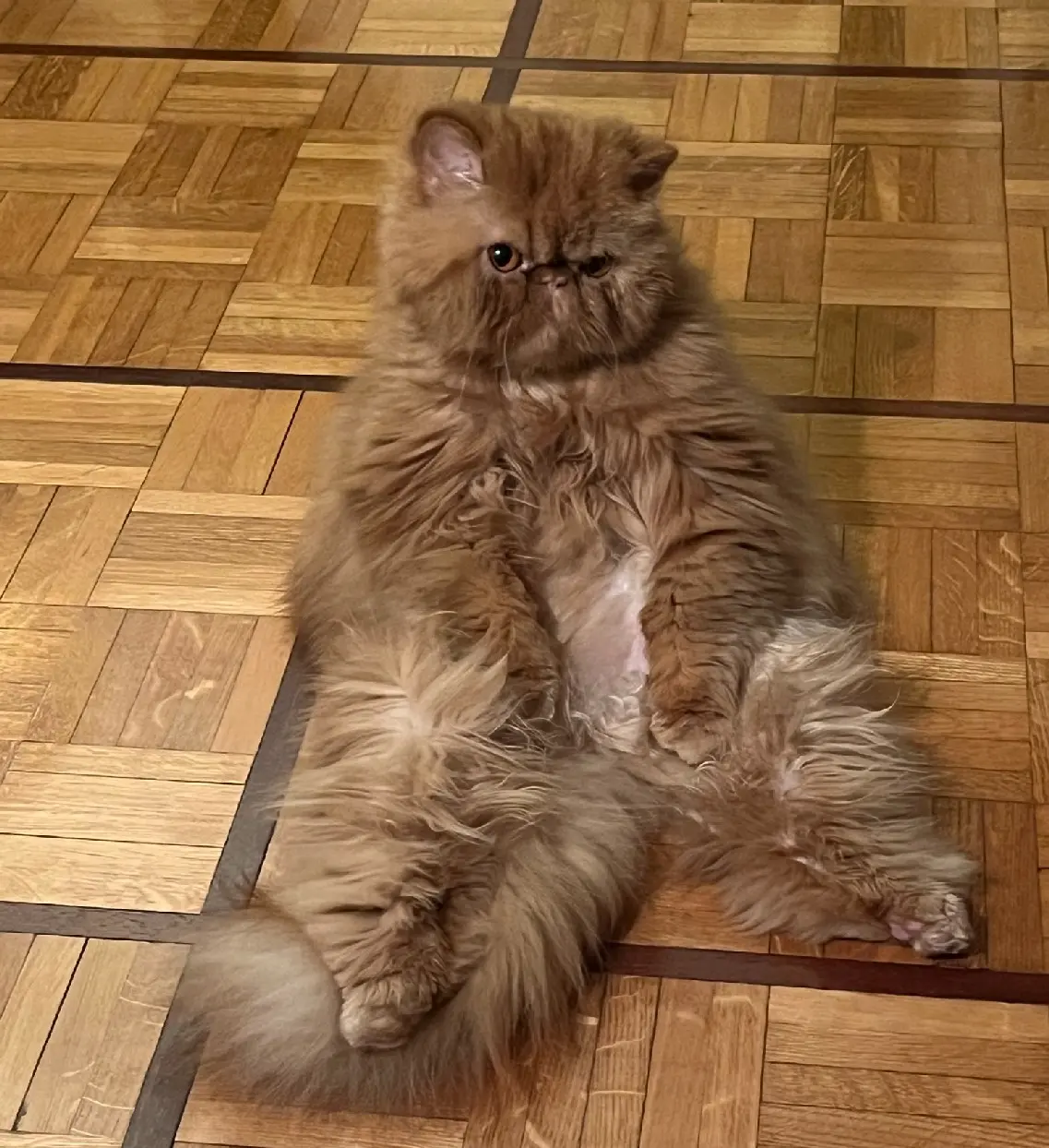 Chatte Perdue 68 Haut-Rhin Chatte Perdue 68 Haut-Rhin