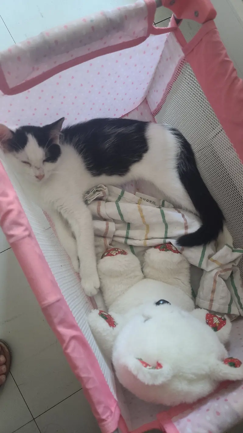 Chatte Perdue 68 Haut-Rhin Chatte Perdue 68 Haut-Rhin