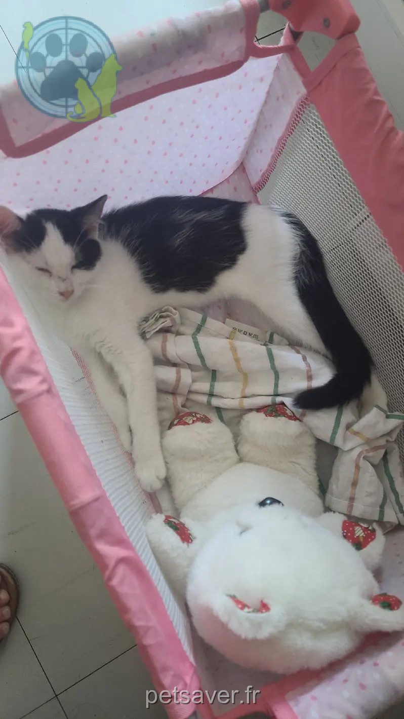 Chatte Perdue 68 Haut-Rhin Chatte Perdue 68 Haut-Rhin