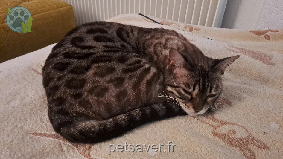 Chatte Perdue 68 Haut-Rhin - Étoile Chatte Perdue 68 Haut-Rhin - Étoile