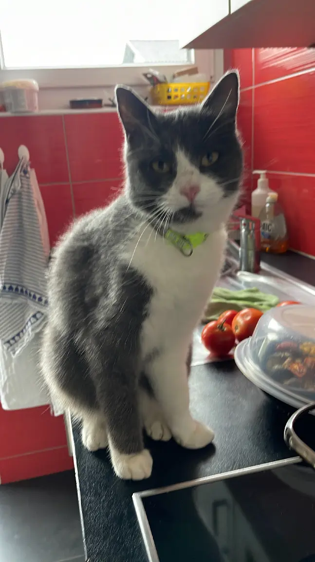Chatte Perdue 68 Oberelsass - Lilou Chatte Perdue 68 Oberelsass - Lilou