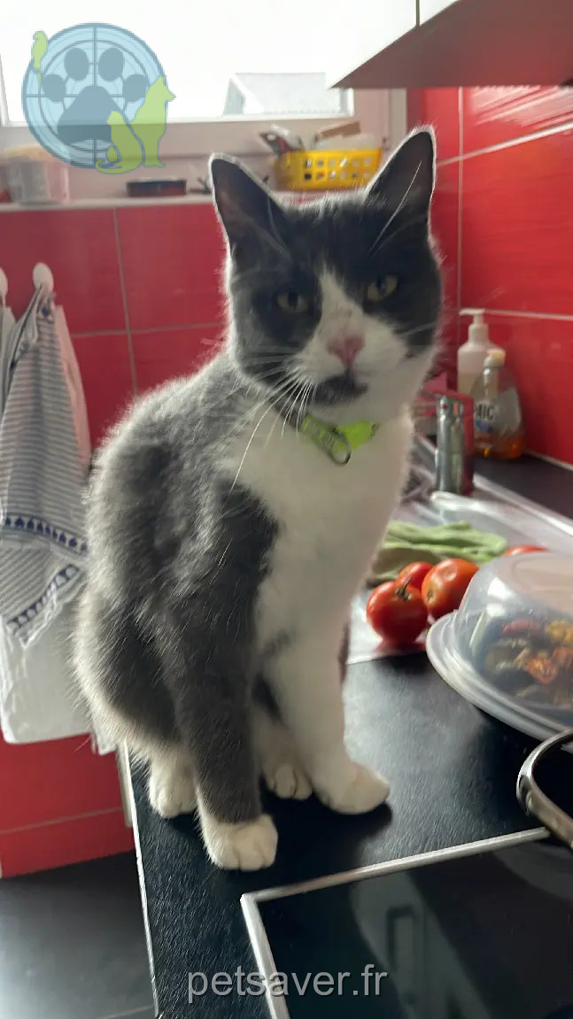Chatte Perdue 68 Oberelsass - Lilou Chatte Perdue 68 Oberelsass - Lilou