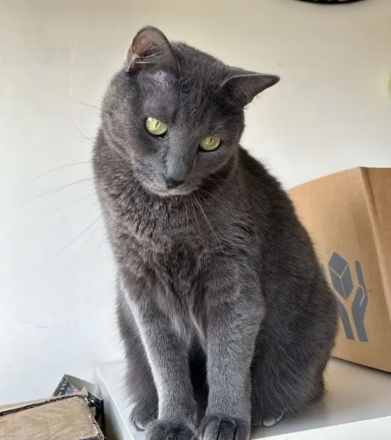 chatte lost   69480 Lucenay Arya