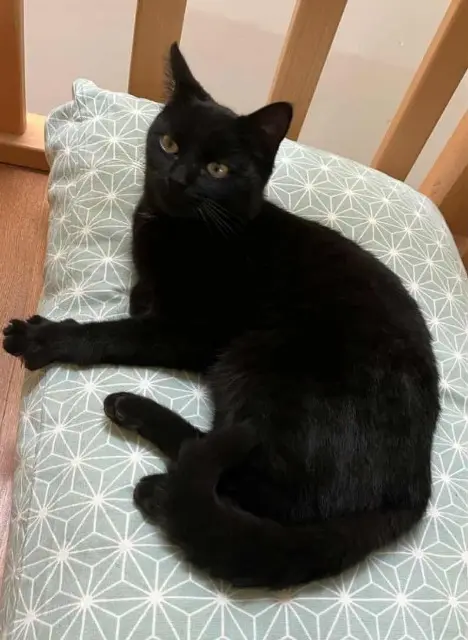 chatte lost   69690 Courzieu Barbara