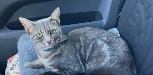 chatte lost   69115 Chiroubles Belharra