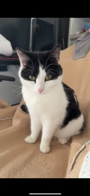 chatte lost   69420 Ampuis Boo