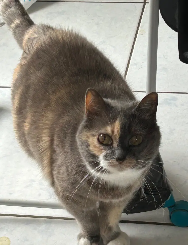 Chatte Perdue 69 Rhône - Cayenne Chatte Perdue 69 Rhône - Cayenne