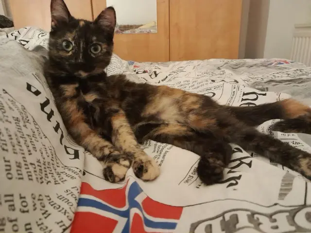 chatte lost   69440 Chabanière Aya