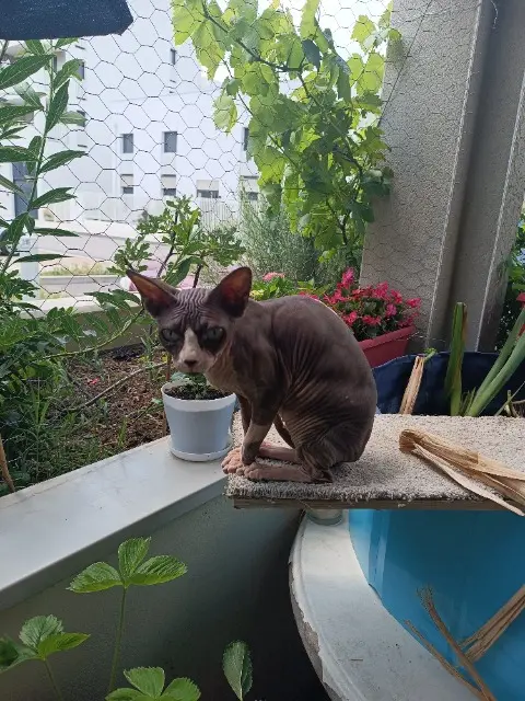 chatte lost   69720 Saint-Laurent-de-Mure Charlotte