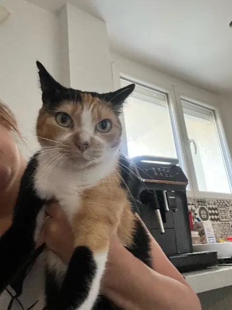 chatte lost   69400 Villefranche-sur-Saône Chipie