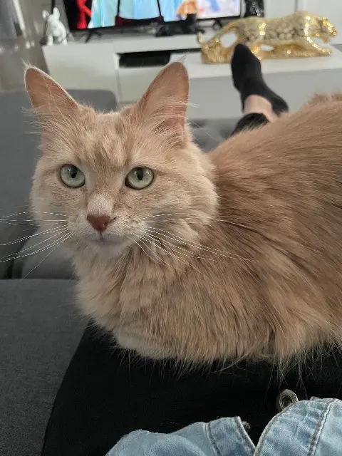 chatte lost   69610 Souzy Chipie