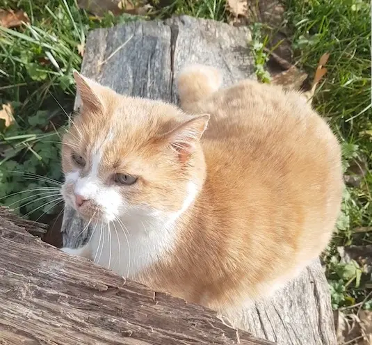 chatte lost   69970 Chaponnay Féline
