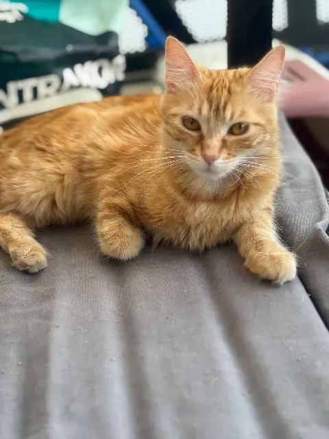 chatte lost   69210 L'Arbresle Gigi