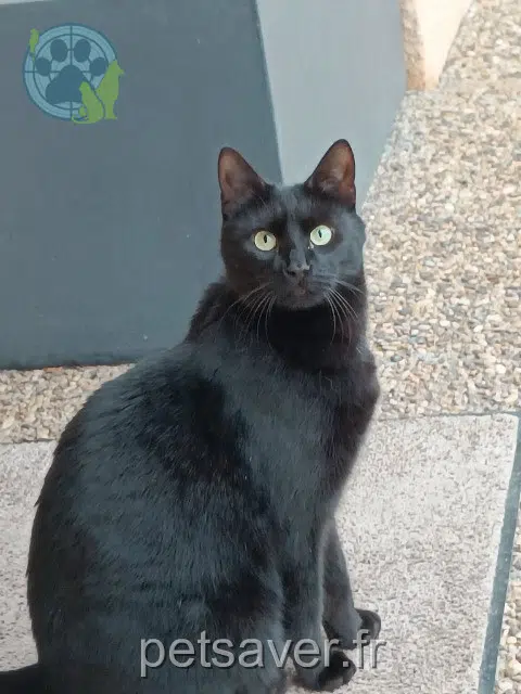chatte lost   69380 Lozanne Grammy