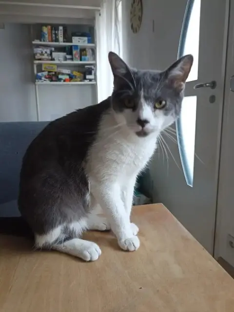 chatte lost   69360 Communay Grignotte