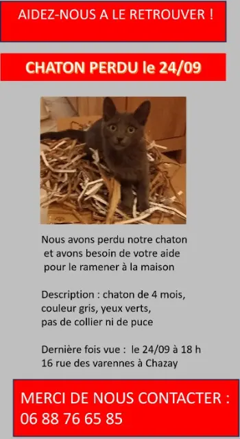chatte lost   69380 Chazay-d'Azergues Grisette