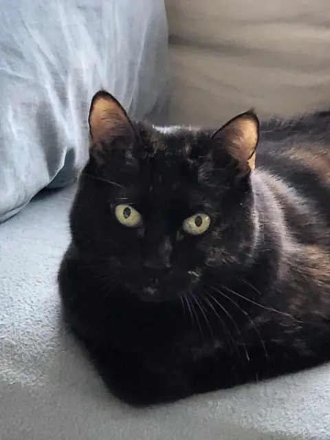 chatte lost   69480 Lucenay Hazel