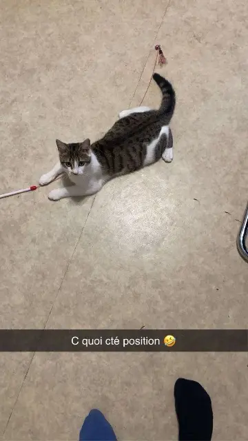 chatte lost   69400 Gleizé Joy