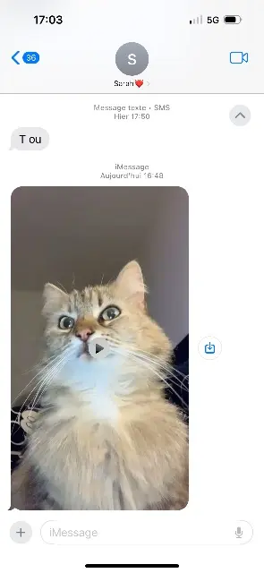 chatte lost   69420 Condrieu Ktm