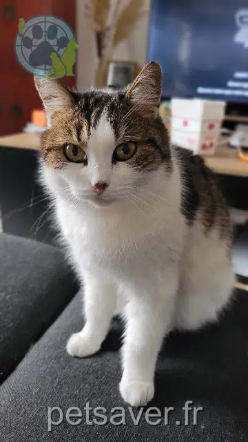chatte lost   69460 Saint-Étienne-la-Varenne Lexie