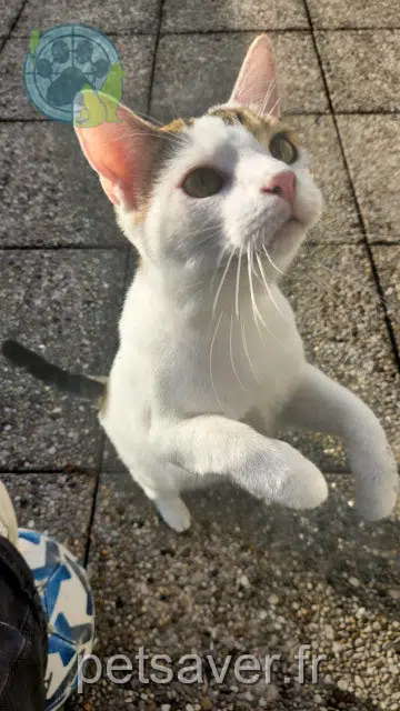 chatte lost   69360 Communay Maia