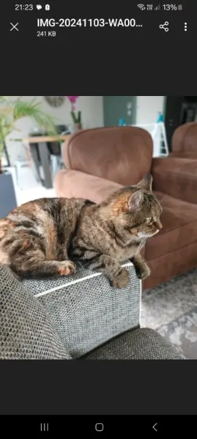 chatte lost   69126 Brindas Marinette