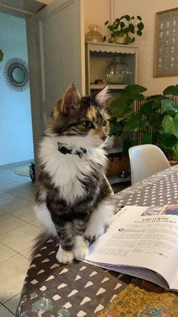 chatte lost   69380 Saint-Jean-des-Vignes Mi