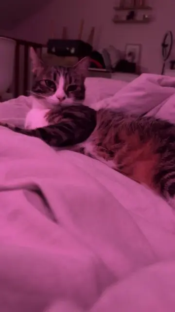 chatte lost   69470 Cours Mia