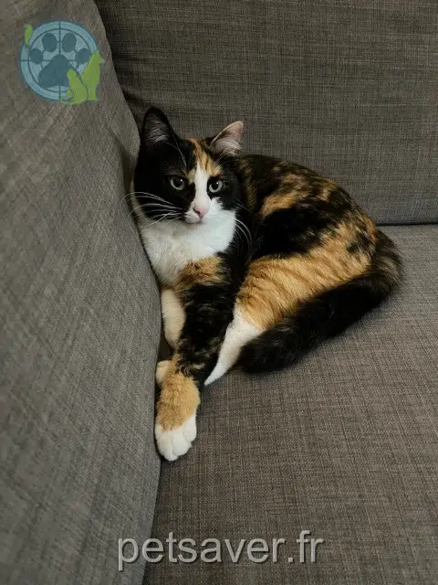 chatte lost   69400 Limas Miko