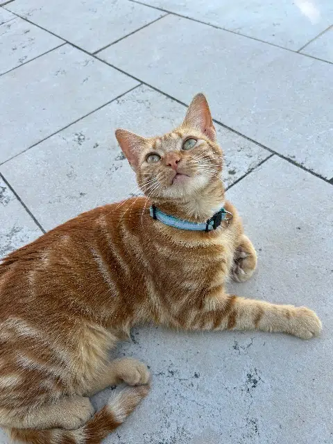 chatte lost   69220 Belleville-en-Beaujolais Mimi