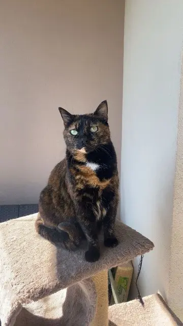 chatte lost   69720 Saint-Bonnet-de-Mure Minette