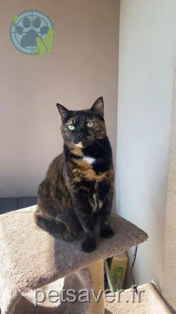 cat lost 69720 Saint-Bonnet-de-Mure Minette cat lost 69720 Saint-Bonnet-de-Mure Minette