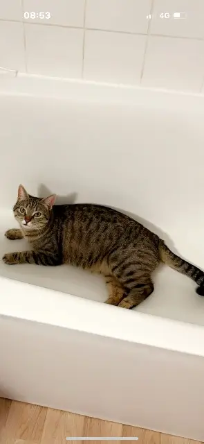 chatte lost   69560 Saint-Romain-en-Gal Minou