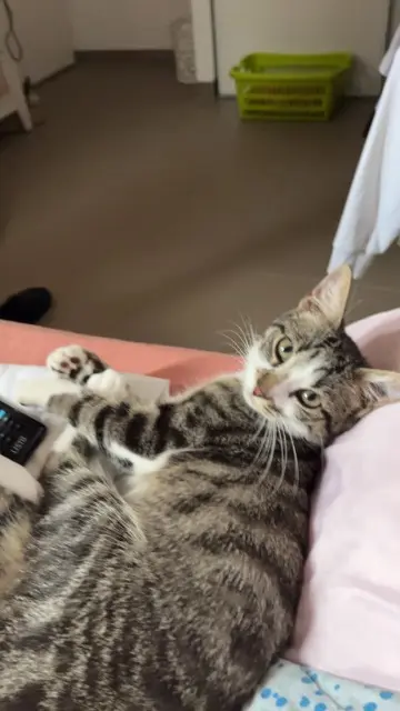 chatte lost   69210 Sain-Bel Moon