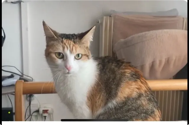 chatte lost   69480 Anse Muezza